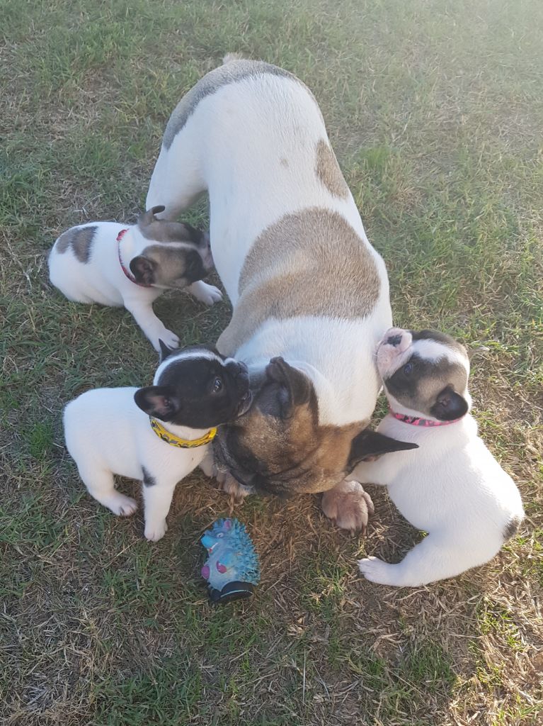 Chiot Bouledogue français Du Paradis De Fitzg
